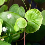 Close-up of Brazilian Pennywort round scalloped leaves with small white flower blooming on thin stem