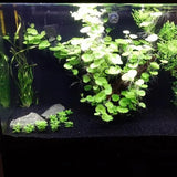 Brazilian Pennywort growing as a bushy mid-ground plant in a planted aquarium with black sand substrate and rocks