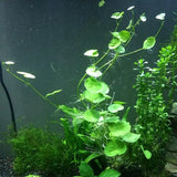 Brazilian Pennywort stem growing tall with round leaves and white feathery roots in a planted aquarium with dark background