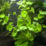 Brazilian Pennywort Hydrocotyle Leucocephala with round lime-green leaves and white flowers growing in a planted aquarium