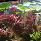 Brazilian Pennywort stem growing tall with round leaves and white feathery roots in a planted aquarium with dark background