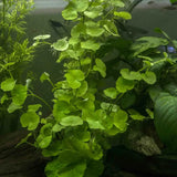 Lush Brazilian Pennywort with bright green round leaves growing alongside Anubias and feathery plants in a planted aquarium