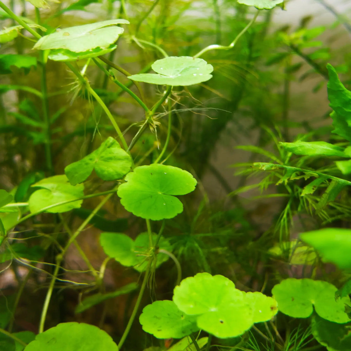 Dense cluster of Brazilian Pennywort with round bright green leaves growing in a planted aquarium