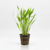Broadleaf Chain Sword Echinodorus Quadricostatus bundle on white background