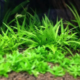 Broadleaf Chain Sword foreground carpet plant growing in a freshwater planted aquarium
