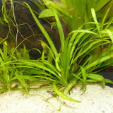 Broadleaf Chain Sword root mat shown on white background before planting