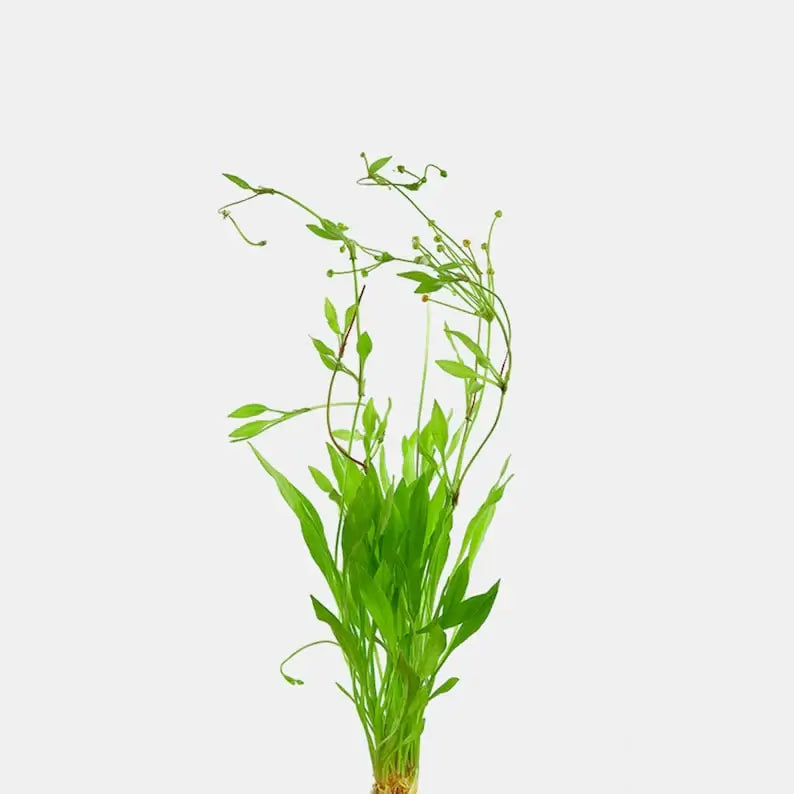 Broadleaf Chain Sword easy carpet plant showing dense coverage over substrate