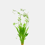 Broadleaf Chain Sword easy carpet plant showing dense coverage over substrate