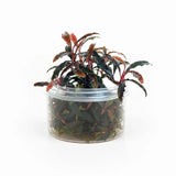 Bucephalandra Tissue Culture multiple plants in cup, pest-free live aquarium plant