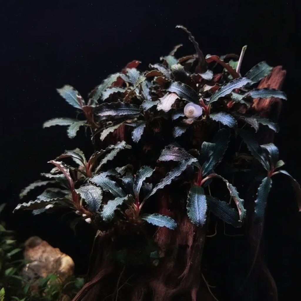 Close-up of Bucephalandra leaves showing metallic sheen and dark green color