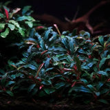 Bucephalandra tissue culture attached to rock in a low-light freshwater aquarium