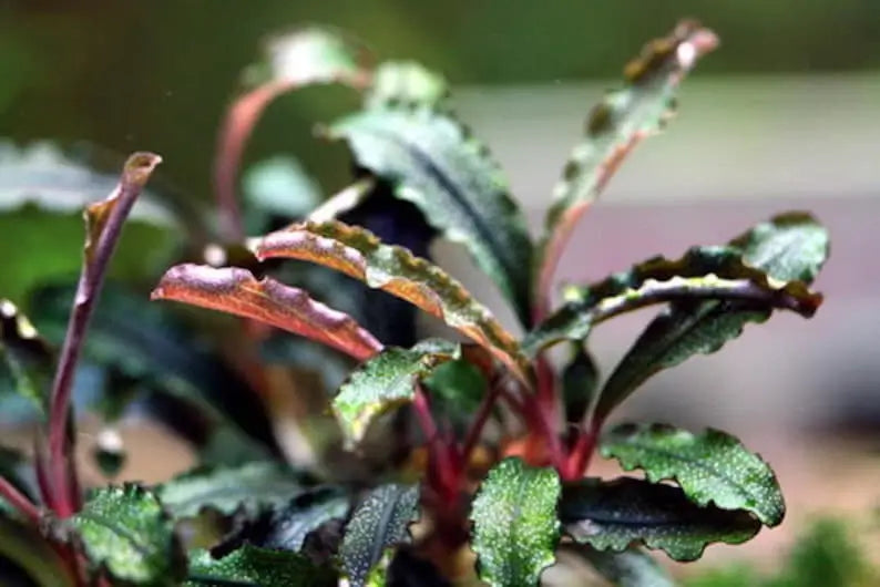 Bucephalandra Tissue Culture rhizome and root structure visible in cup medium