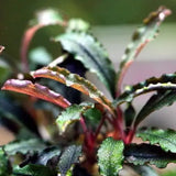 Bucephalandra Tissue Culture rhizome and root structure visible in cup medium