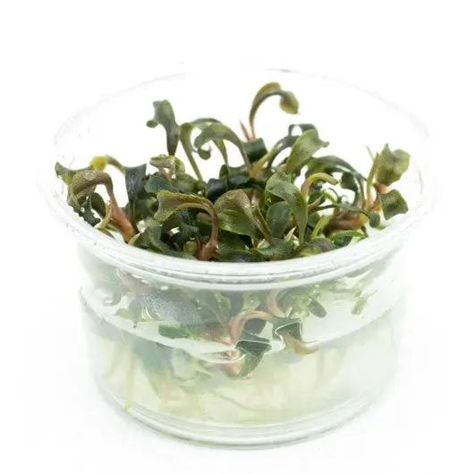 Bucephalandra Tissue Culture nano tank plant with compact leaf clusters