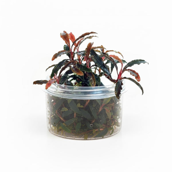 Bucephalandra Tissue Culture [Multiple Plants]