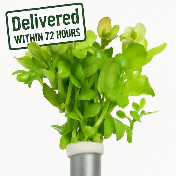 Bacopa Caroliniana [Lemon Bacopa] 4-5 stems