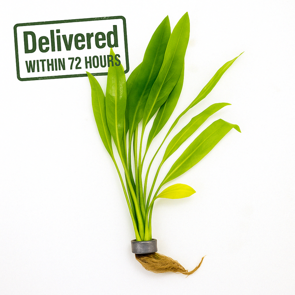An Amazon Sword plant with bright green leaves and a visible root system, placed on a white background with a 'Delivered within 72 hours' label.