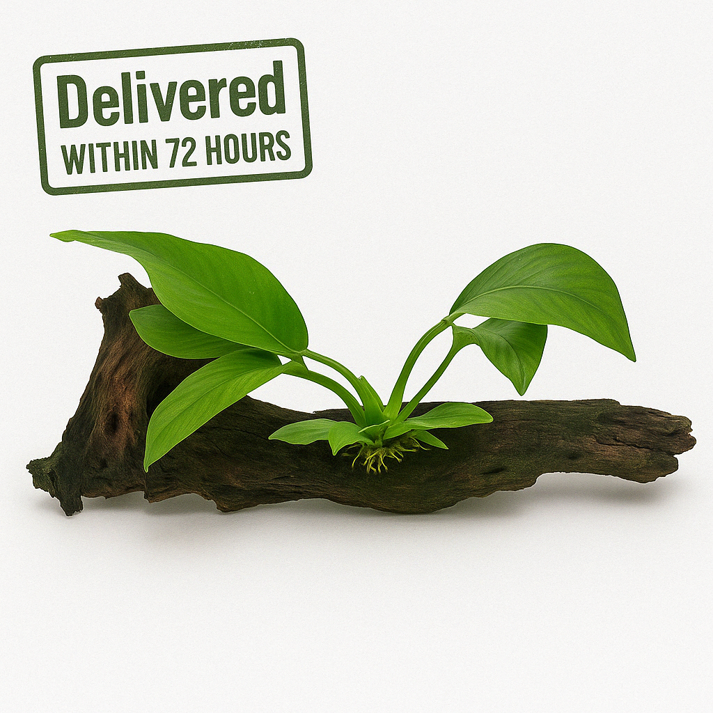 [X-Large!] Anubias Hastifolia