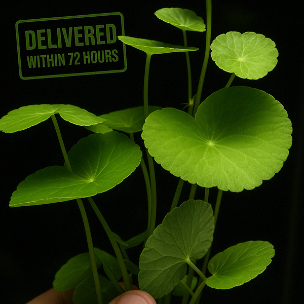 Brazilian Pennywort [Hydrocotyle Leucocephala]