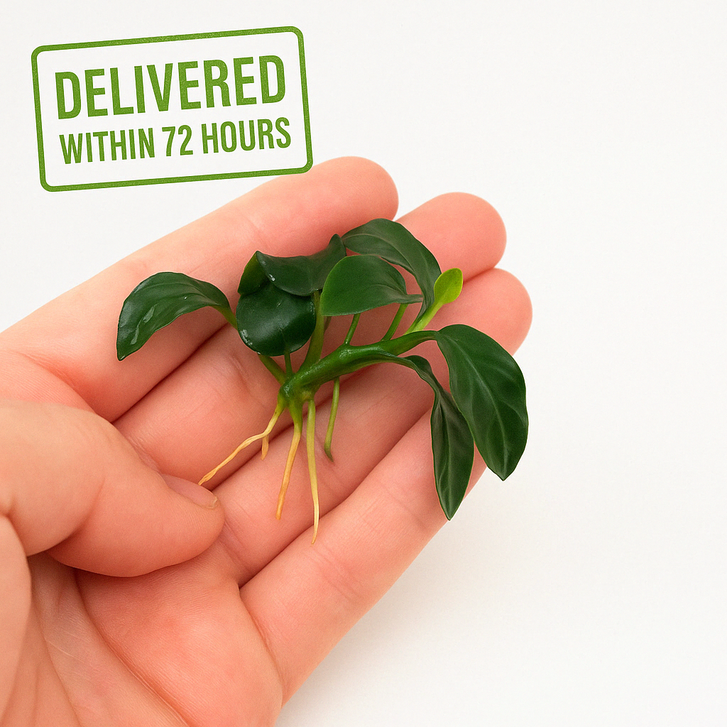 anubias plant seeds Anubias Nana Petite – PlantedPro