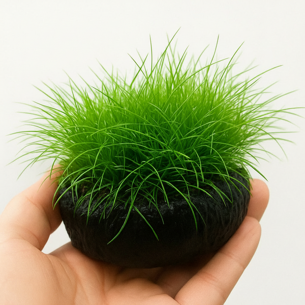 Dwarf Hairgrass [Eleocharis Parvula]