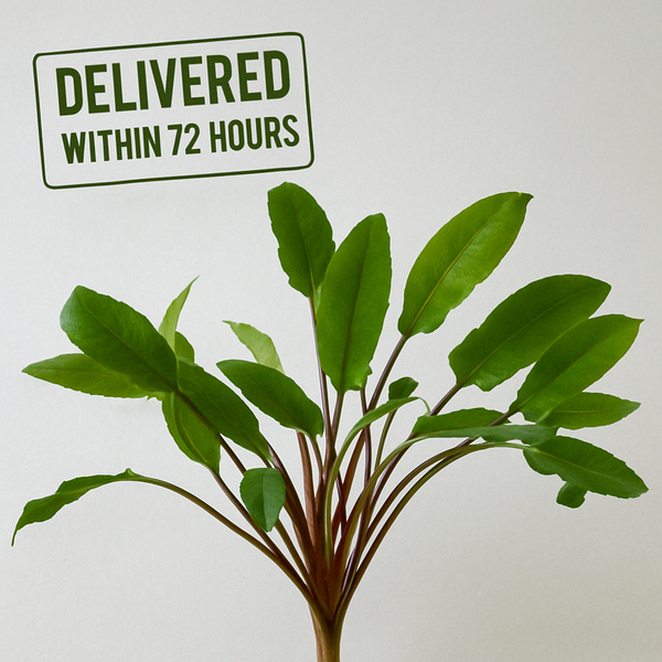 Cryptocoryne Wendtii 'Green'