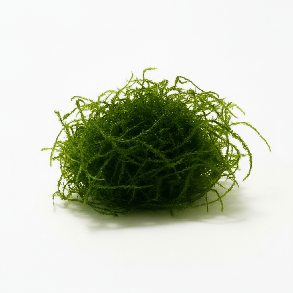 Java Moss [Vesicularia Dubyana]