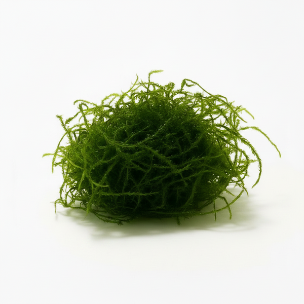 Java Moss [Vesicularia Dubyana]