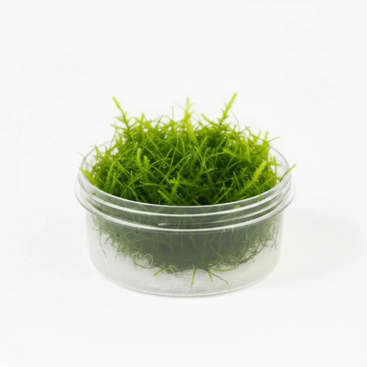 Christmas Moss Vesicularia Montagnei bundle showing triangular frond pattern on white background