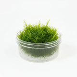 Christmas Moss Vesicularia Montagnei bundle showing triangular frond pattern on white background