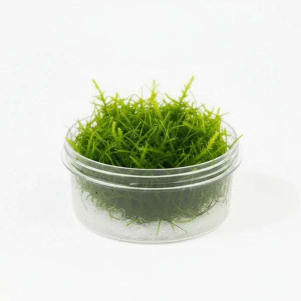 Christmas Moss [Vesicularia Montagnei]