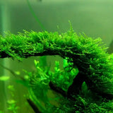 Close-up of Christmas Moss fronds showing distinctive Christmas-tree branching pattern