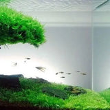 Christmas Moss attached to driftwood in a shrimp tank aquascape setting