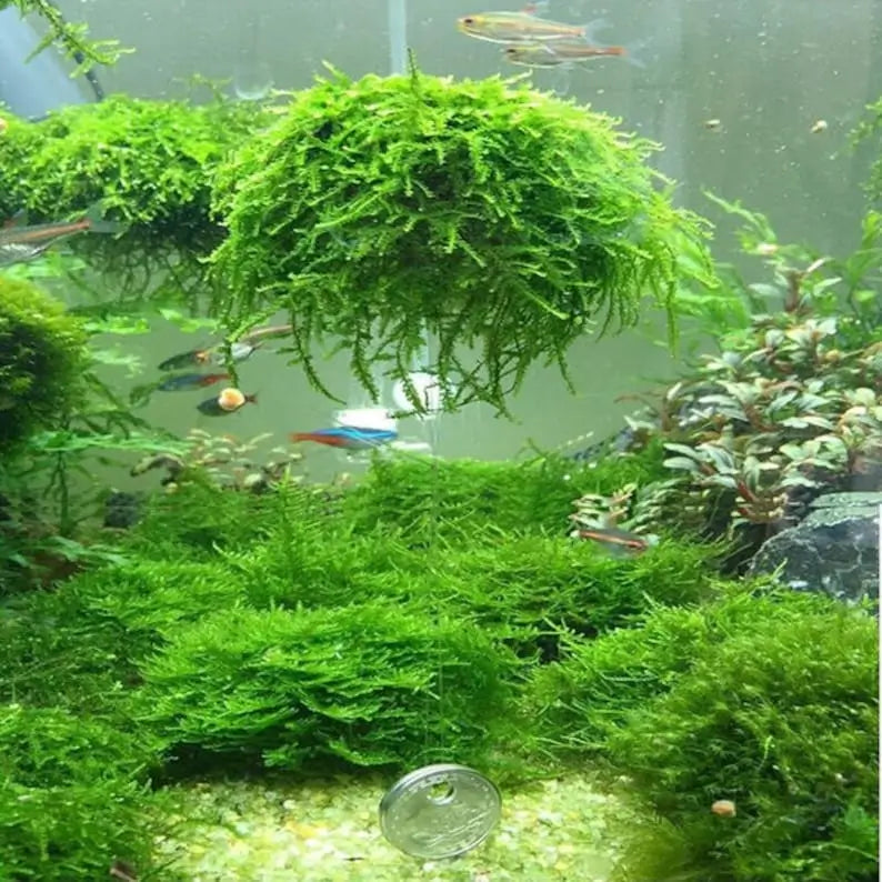 Christmas Moss carpet growing over aquarium hardscape and rocks