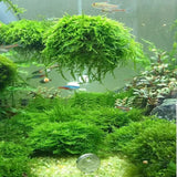 Christmas Moss carpet growing over aquarium hardscape and rocks