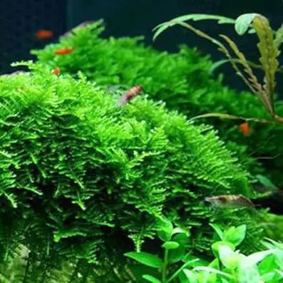 Christmas Moss Vesicularia Montagnei dense moss mat for aquascaping walls and trees