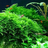 Christmas Moss Vesicularia Montagnei dense moss mat for aquascaping walls and trees