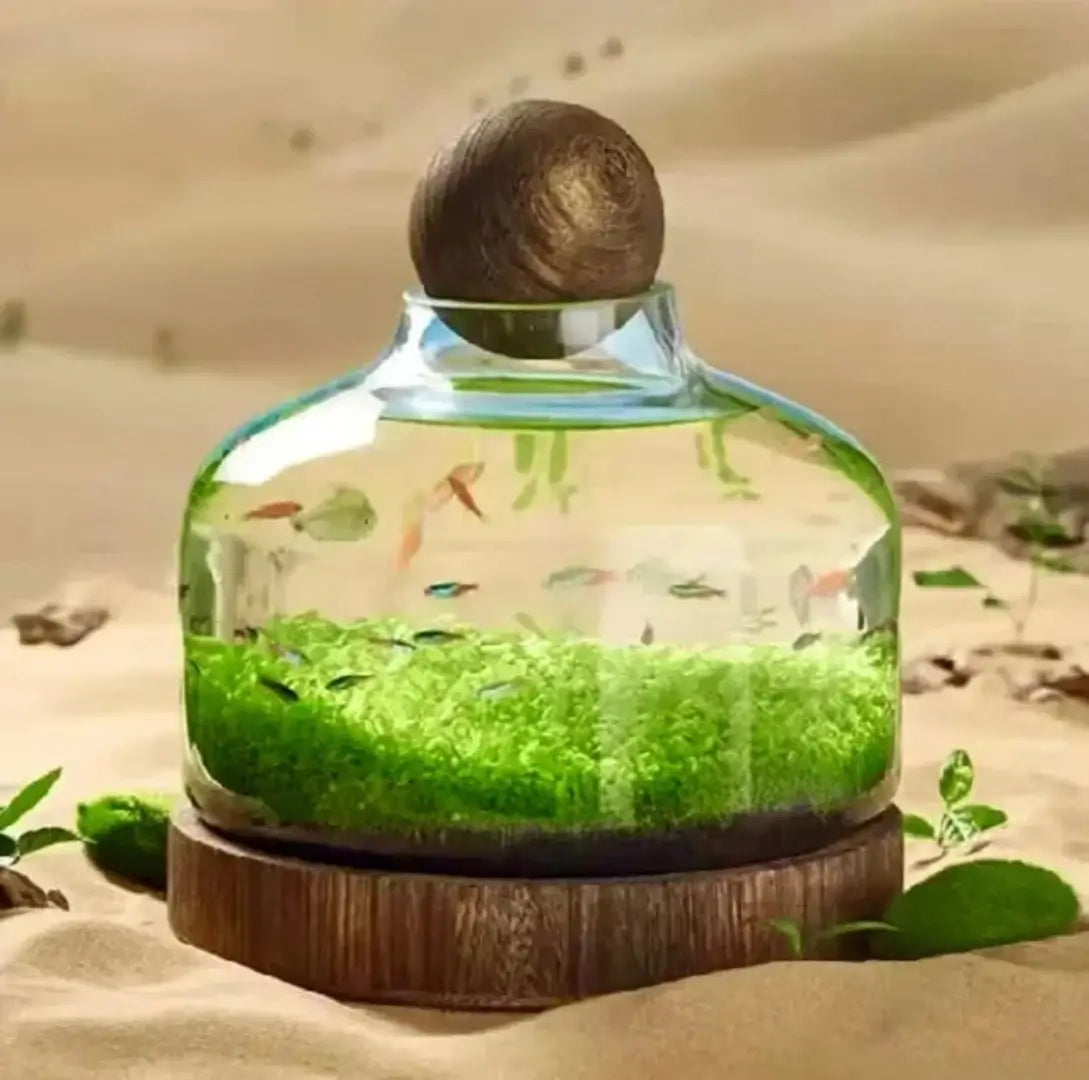 Complete Set of Eco-Water Grass Tank full view showing aquatic plants growing in a self-contained glass tank