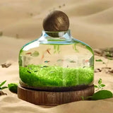 Complete Set of Eco-Water Grass Tank full view showing aquatic plants growing in a self-contained glass tank