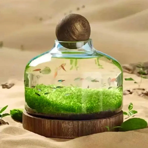 Complete Set of Eco-Water Grass Tank full view showing aquatic plants growing in a self-contained glass tank