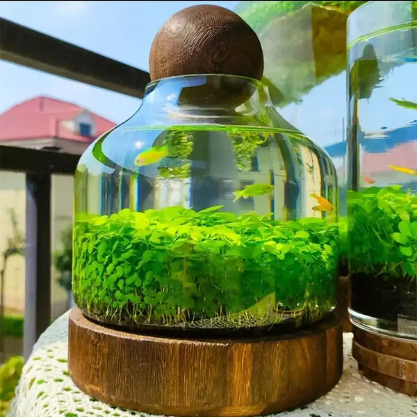 Close-up of Eco-Water Grass Tank showing live aquatic plants and water clarity inside glass container