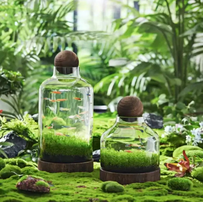 Eco-Water Grass Tank displayed on a tabletop as a low-maintenance desktop aquascape