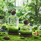 Eco-Water Grass Tank displayed on a tabletop as a low-maintenance desktop aquascape