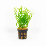Corkscrew Sword Echinodorus Vesuvius spiral-leaf plant on white background