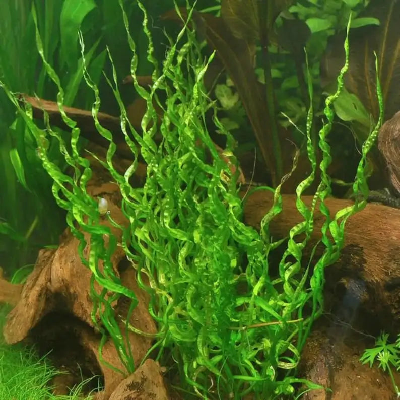 Corkscrew Sword midground aquarium plant growing in a freshwater planted tank