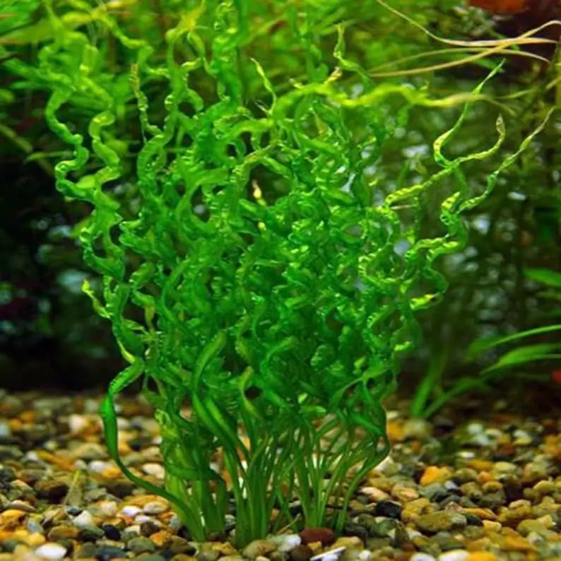 Corkscrew Sword Echinodorus root system shown on white background before planting