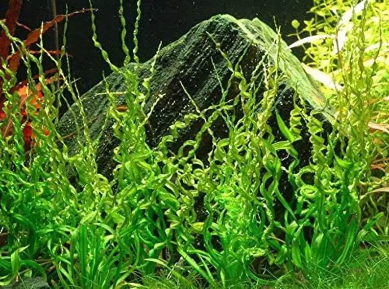 Corkscrew Sword mature specimen showing full spiral leaf display in aquascape