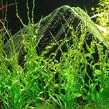 Corkscrew Sword mature specimen showing full spiral leaf display in aquascape