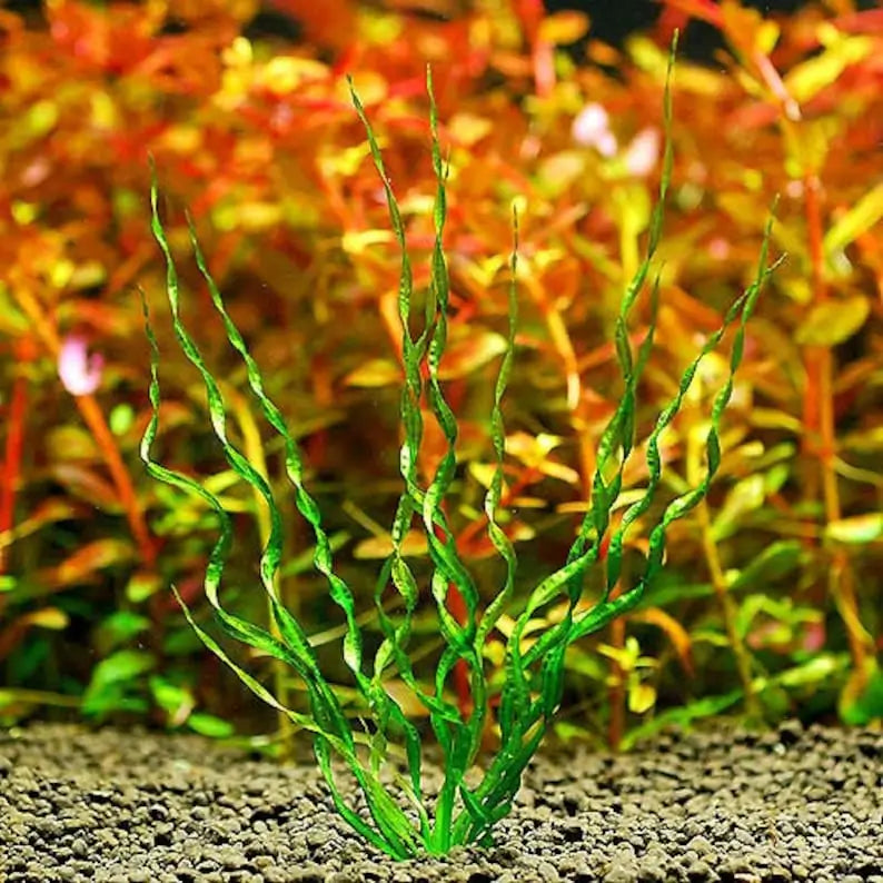 Corkscrew Sword Vesuvius unique curly leaf texture for aquascaping midground