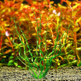 Corkscrew Sword Vesuvius unique curly leaf texture for aquascaping midground